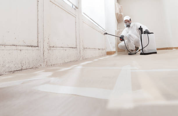 Black mold remediation team in Mears